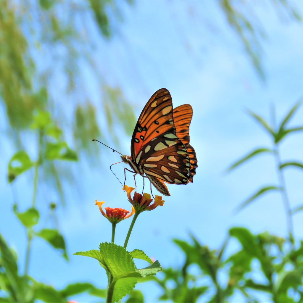 Que symbolise le papillon d codage du message cach Amour